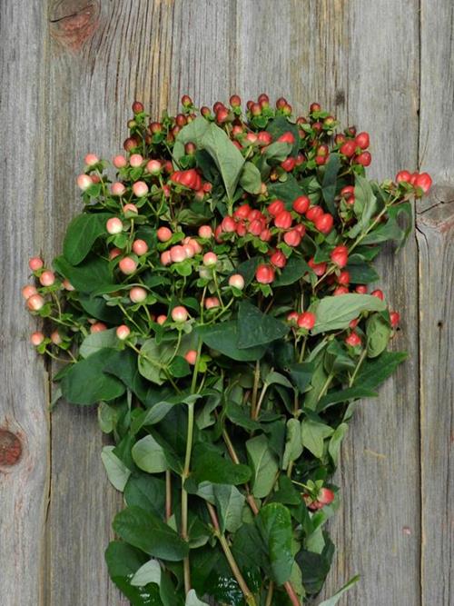 ASSORTED HYPERICUM